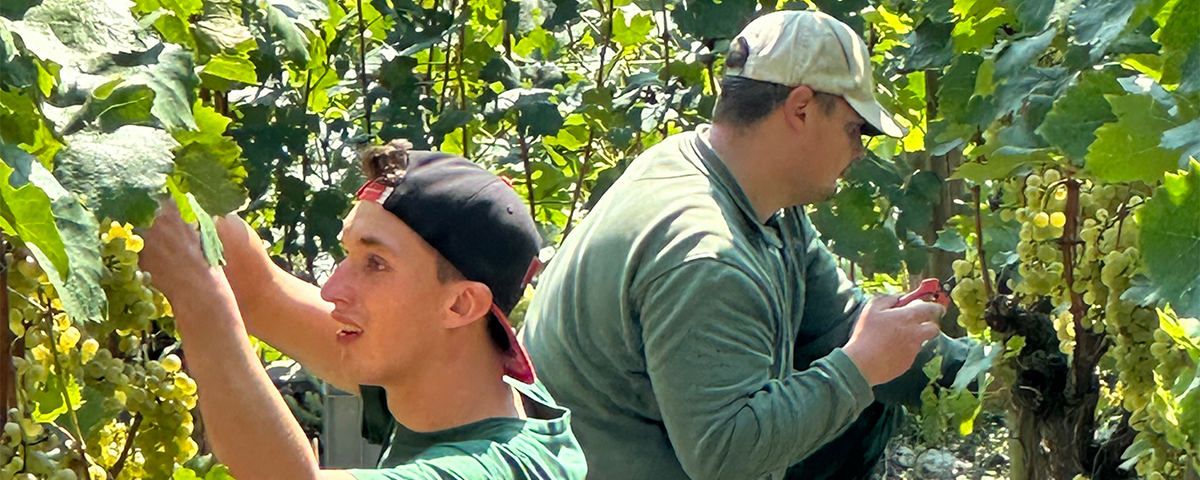 Zwei Mitarbeiter beim ernten