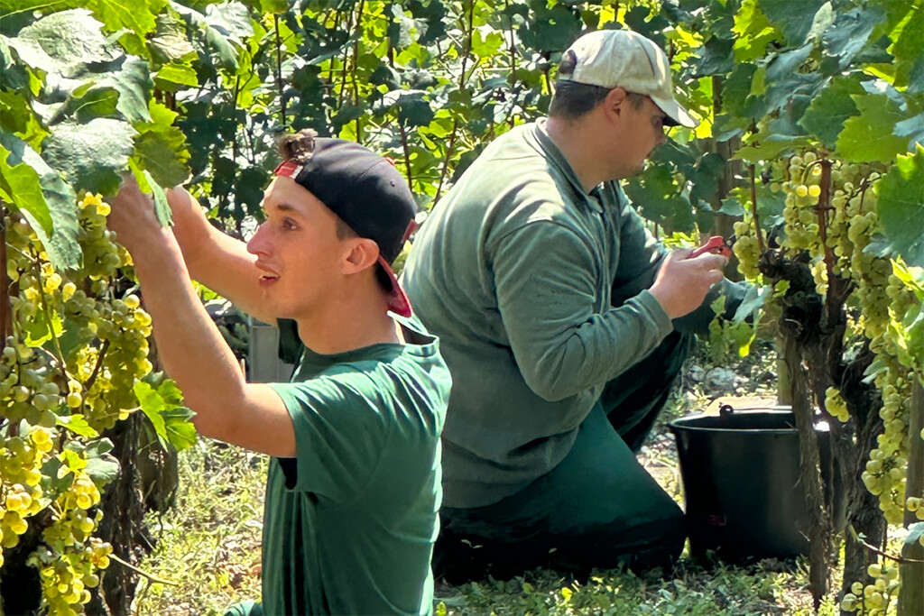 Zwei Mitarbeiter beim ernten