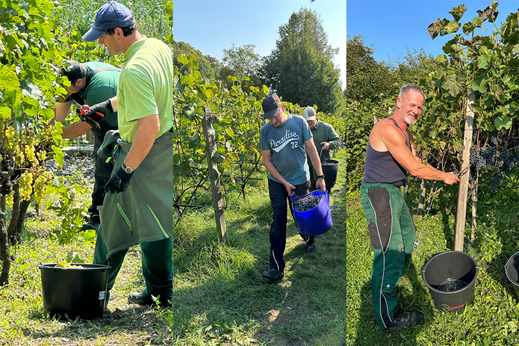 Die Mitarbeiter sind fleißig am ernten